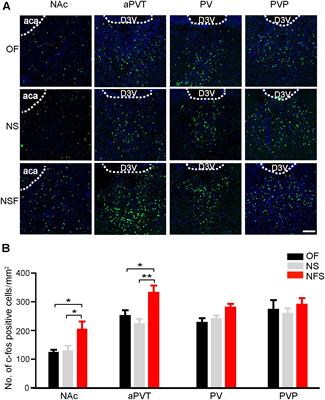 Anterior Paraventricular Thalamus to Nucleus Accumbens Projection Is Involved in Feeding Behavior in a Novel Environment